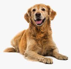 Maybe you would like to learn more about one of these? Puppy Shock Collar Bark Pet Golden Retriever Png Transparent Png Kindpng