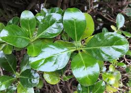 Carbon dioxide, sunlight and water. Mirror Bush Coprosma Repens Tamar Valley Weed Strategy