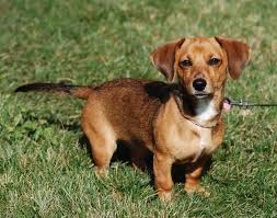 This is provided they remain in good. Chiweenie Chihuahua Dachshund Mix Puppy Pets Lovers
