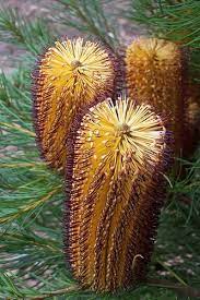 Banksia1 Australian Flowers Unusual Flowers Australian Plants
