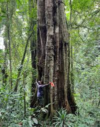 Image result for Neoschumannia