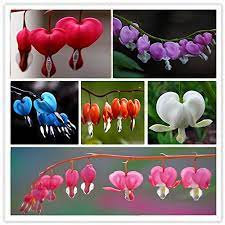 Maybe you would like to learn more about one of these? Bleeding Heart Plant Care Secrets You Should Know