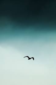 Blue Sky Birds Flying In The Sky Images What Is An Eternal Sky Material Sky And Their Meaning In Spirituality Material Sky It Is The One Birds Flying Photography Sky Photography Birds In The Sky