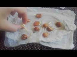 How To Germinate Peach Pits And Other Stone Fruit Easy Tceg Episode 5 Day 18 Of 30 Youtube Growing Peach Trees Peach Trees Growing Fruit Trees