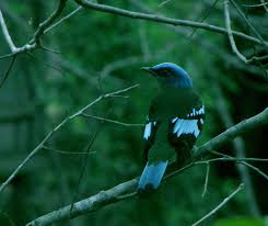 Black Bird With Long Tail India Green Cochoa Cochoa Viridis This Himalayan Thrush Is Moss Green The Male Has A Blue Crown Blue Wings And Tail With A Broad Black Band Bird Species