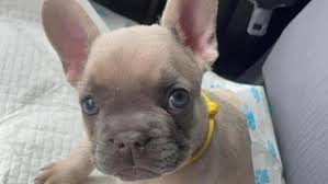 Check spelling or type a new query. Fears For Missing French Bulldog Puppy Taken By Burglars Belfasttelegraph Co Uk