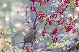 La quête de la gélinotte des bois