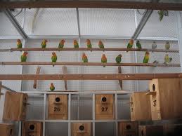 Cara ternak lovebird tidak sulit, kamu harus punya sepasang lovebird agar bisa bertelur. Jenis Kandang Ternak Lovebird Yang Perlu Anda Ketahui
