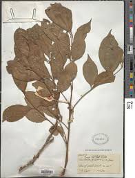 Image result for Trichilia prieuriana