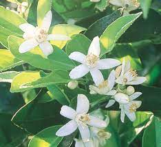 Dec 24, 2009 · florida anise fits well into naturalistic landscapes in damp, shady areas. State Flower Florida Department Of State