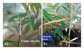 Image result for Oreobambos