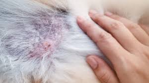 Image result for hotspot dogs