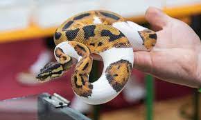 All of our pied pythons for sale online are 100% captive bred. Pied Ball Python Care Sheet Everything You Need To Know Everything Reptiles