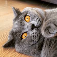 British Shorthair With Yellow Eyes