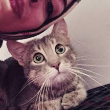 Kuru Fib Hastasi Oglumuz Umut Hastaligi Tekrar Nuksettigi Icin Anatolia Hayvan Hatanesine Yatirildi Hastane Masraflari Belimizi Bukuyor En Animals Cats