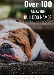 75 male english bulldog dog names. Over 100 Amazing Bulldog Names Tips On Choosing The Right Name
