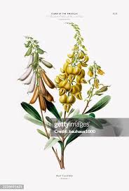 Image result for Crotalaria barkae