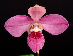 Image result for Ethulia rhizomata