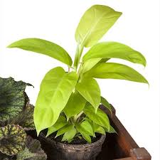 Philodendron Lemon Lime Philodendron Hybrid Plants Philodendron Foliage Plants