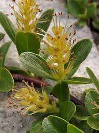 Image result for Scolopia stolzii