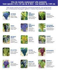 Check spelling or type a new query. Uva Resistente Alle Malattie Nuovi Vitigni Resistenti Www Berryverona It