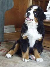 Bernese Mountain Dog Wikipedia