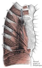 Costochondritis Wikipedia