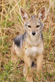 Thompson East Africa Blog 2010 September Wild Dogs Japanese Raccoon Dog Rare Animals