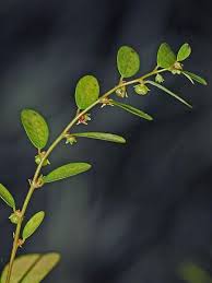 Image result for Phyllanthus