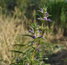 Image result for Blepharis