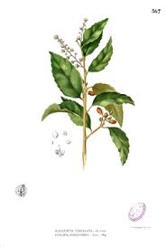 Image result for Scolopia theifolia