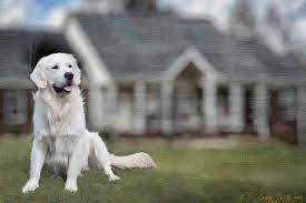 We are planning a winter litter from our personal family pets. English Cream Goldens Home Facebook