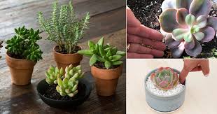 Succulents naturally grow in warm and dry climates with a lot of sun. Caring For Succulents In Winter How To Take Care Of Succulents