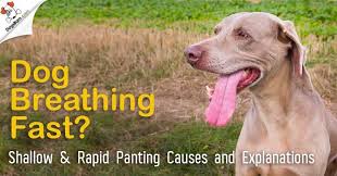 Puppies normally tend to breathe a little fast while they sleep. Dog Breathing Fast Heavy Panting Shallow Breathing Causes