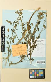 Image result for Crotalaria cylindrocarpa