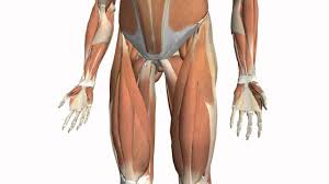 For other uses see groin disambiguation. Groin Strain Physiopedia