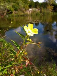 Image result for Ludwigia octovalvis