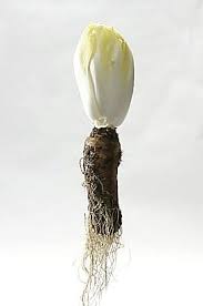 Endive A Type Of Lettuce Is What Chicory Coffee Is Made From The Root Is Ground Up Roasted Then Used By Addin Endive Whole Food Recipes Fruits And Veggies