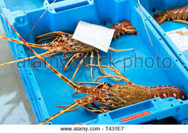 Les Ecrevisses Homard Cuit Specialites Alimentaires Crustaces Fruits De Mer Cher Delicatesse Animal Cancer Ciseaux Rouges Photo Stock Alamy