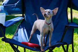 The only place to shop the full collection of sophie's designs and accessories online American Hairless Terrier Top Lap Dogs