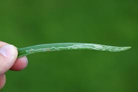 Image result for phytomyza gymnostoma