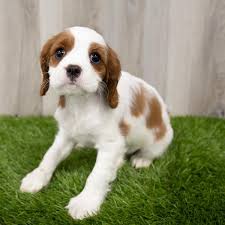This joyful cavalier puppy is so sweet that you will instantly fall in love with her. Cavalier King Charles Spaniel Puppies Pittsburgh Pa Petland Robinson