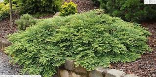 A low growing form of the coast redwood with a flat, spreading habit. Sequoia Sempervirens Kellys Prostrate Evergreen Garden Plants Dwarf Conifers