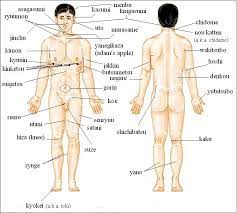 First, the cns shutdown ko's are basically limited to just a few places on the body. Kyusho Pressure Points Targeting Matters Jissen BudÅka