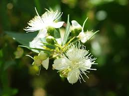 Image result for Heteropyxis dehniae