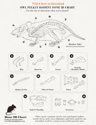 Bone Chart For Owl Pellet Dissection Science Fair Owl