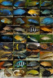 African Cichlids Poster By Michellalonde On Deviantart