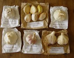 Maybe you would like to learn more about one of these? Garlic Growing The Accidental Smallholder