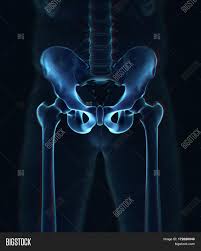 What is the collateral circulation after hypogastric artery ligation? Ilium Bone Hip Bone Image Photo Free Trial Bigstock