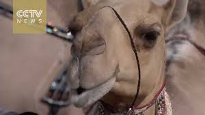$ 10 million hospital dedicated to camels in dubai подробнее. Uae Holds Annual Camel Beauty Contest Youtube